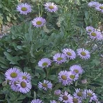 Purple Erigeron Flower Seeds for Planting – Drought-Tolerant Perennial Blooms