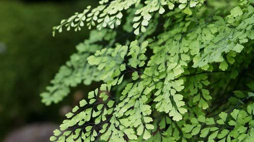 Maidenhair Flower Seeds for Planting – Seasonal Bloomer, Heirloom, Non-GMO Seeds for Home Garden