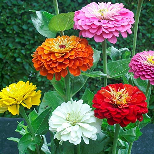 Multi-Color Zinnia Flower Seeds for Planting – Easy to Grow, Heirloom, Non-GMO Seeds for Home Garden