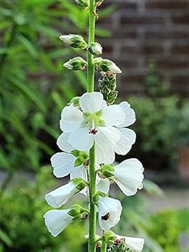 Flower Seeds, Seeds,Seeds For Planting,Plant Seeds