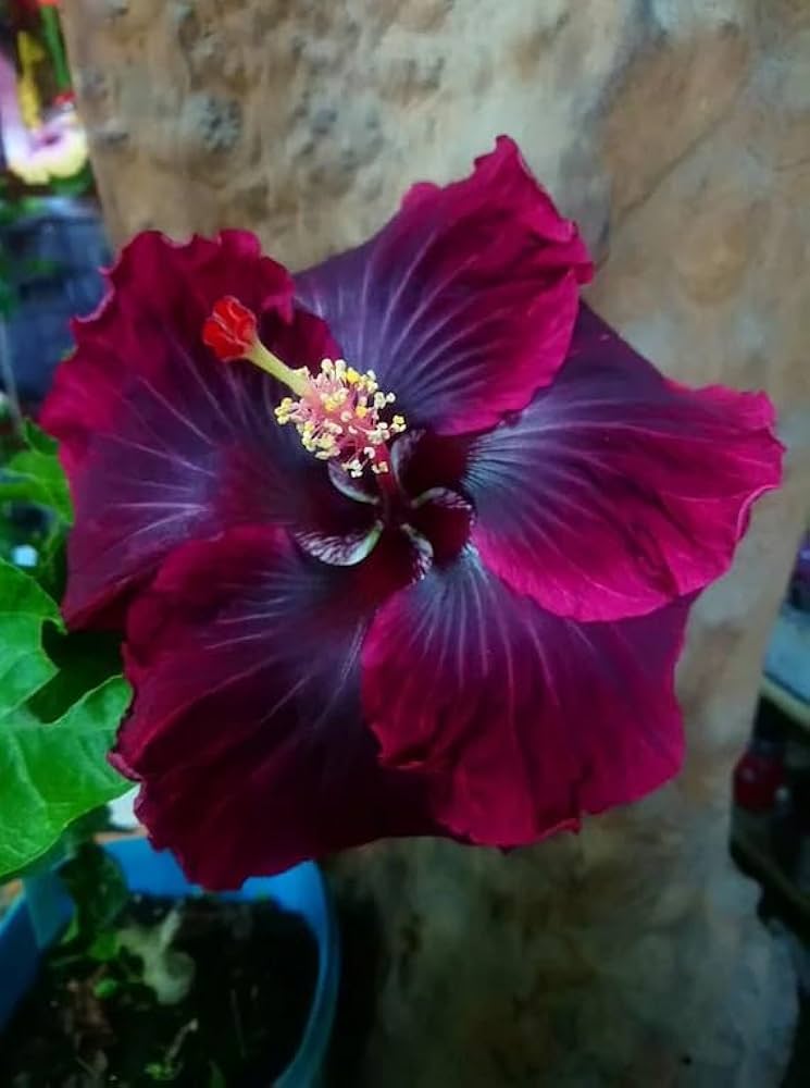 Black Maroon Hibiscus Flower Seeds – Heirloom, Non-GMO, High Germination Organic Garden Seeds for Planting