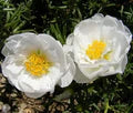 Portulaca Grandiflora Flower Seeds for Planting – Heirloom, Non-GMO, High Germination Garden Seeds