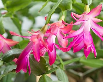 Flower Seeds, Seeds,Seeds For Planting,Plant Seeds