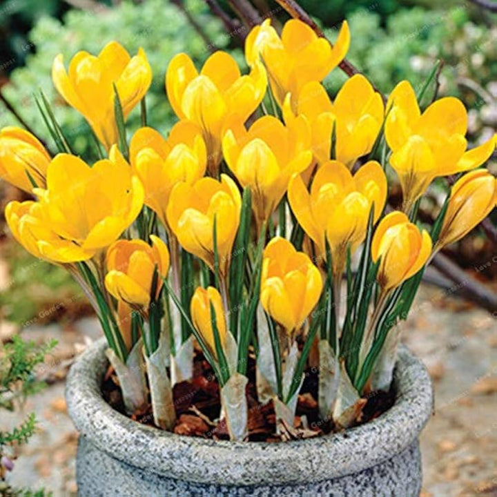 Flower Seeds, Seeds,Seeds For Planting,Plant Seeds