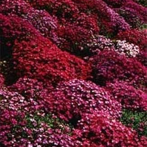 Flower Seeds, Seeds,Seeds For Planting,Plant Seeds