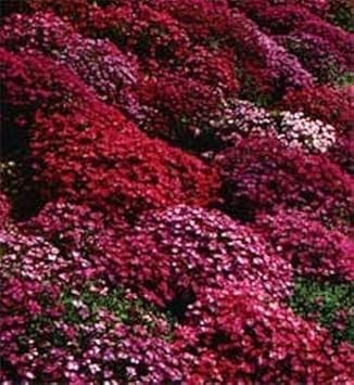 Flower Seeds, Seeds,Seeds For Planting,Plant Seeds