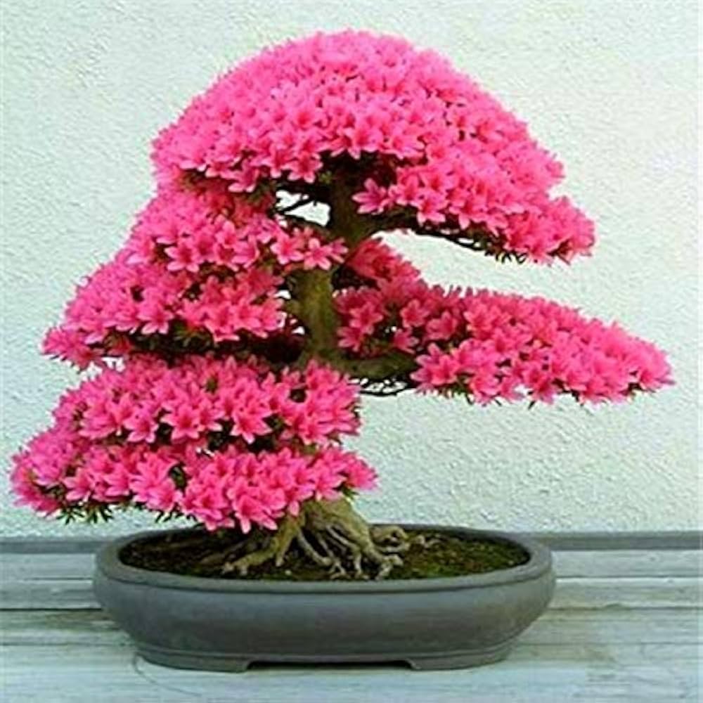 Pink Cerasus Perennial Flower Seeds for Planting – Heirloom, Non-GMO, High Germination Garden Seeds