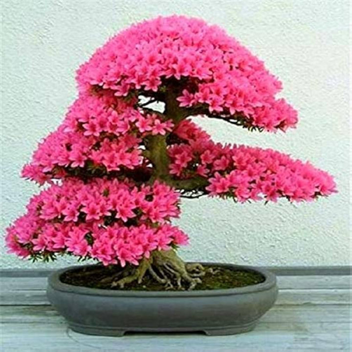 Pink Cerasus Perennial Flower Seeds for Planting – Heirloom, Non-GMO, High Germination Garden Seeds