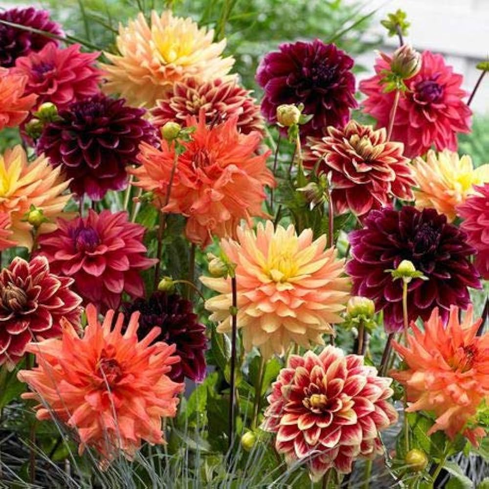 Multi-Colored Dahlia Perennial Flower Seeds for Planting – Heirloom, N ...