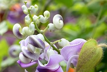 Flower Seeds, Seeds,Seeds For Planting,Plant Seeds