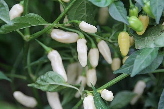 Vegetable Seeds,Garden seeds, Seeds For Planting,Plant Seeds