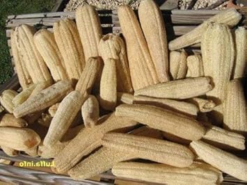 Vegetable Seeds,Garden seeds, Seeds For Planting,Plant Seeds