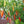 Vegetable Seeds,Garden seeds, Seeds For Planting,Plant Seeds