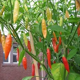 Vegetable Seeds,Garden seeds, Seeds For Planting,Plant Seeds