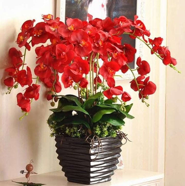 Red Phalaenopsis Orchid Flower Seeds for Planting – Heirloom Non-GMO Organic Garden Seeds with High Germination