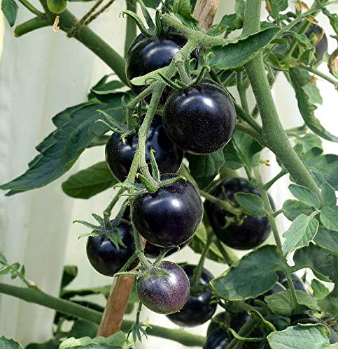 Truffle Black Tomato Seeds for Planting – Heirloom, Non-GMO, Rare Vegetable Garden Seeds – High Germination