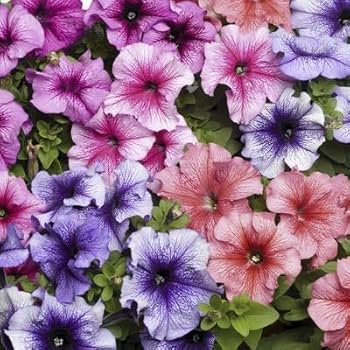 Daddy Mixed F1 Petunia Seeds for Planting – Heirloom, Non-GMO, High Germination Flower Blend