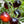 Vegetable Seeds,Garden seeds, Seeds For Planting,Plant Seeds