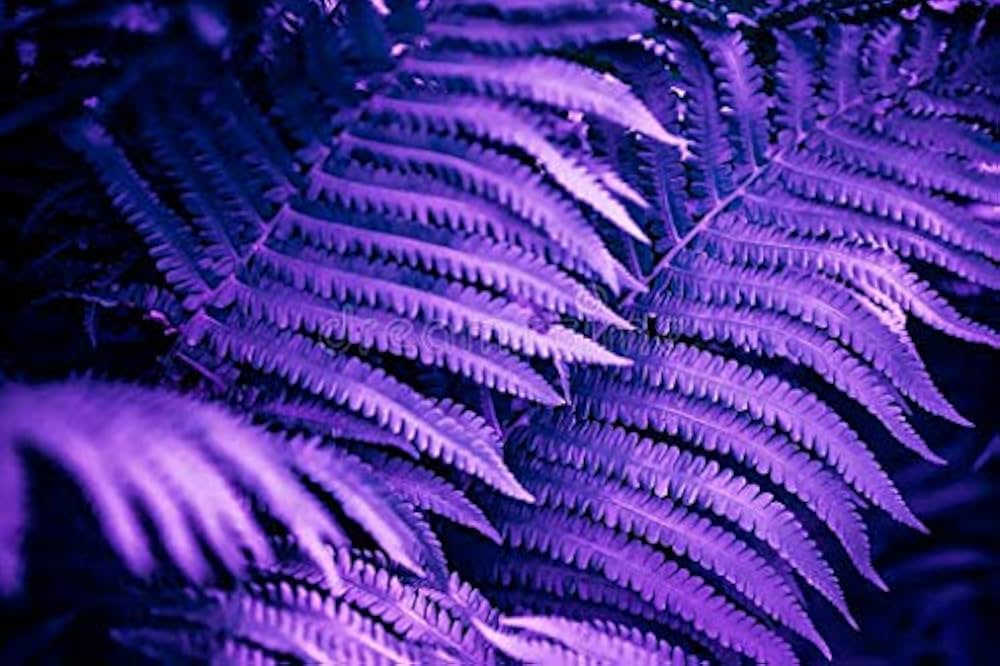 Fern Violet Seeds for Planting – Low Maintenance, Heirloom, Non-GMO, High Germination