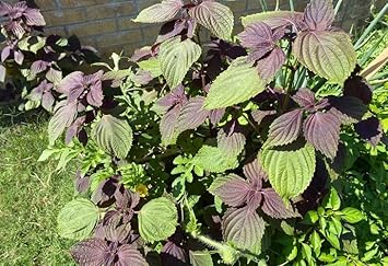 Vegetable Seeds,Garden seeds, Seeds For Planting,Plant Seeds