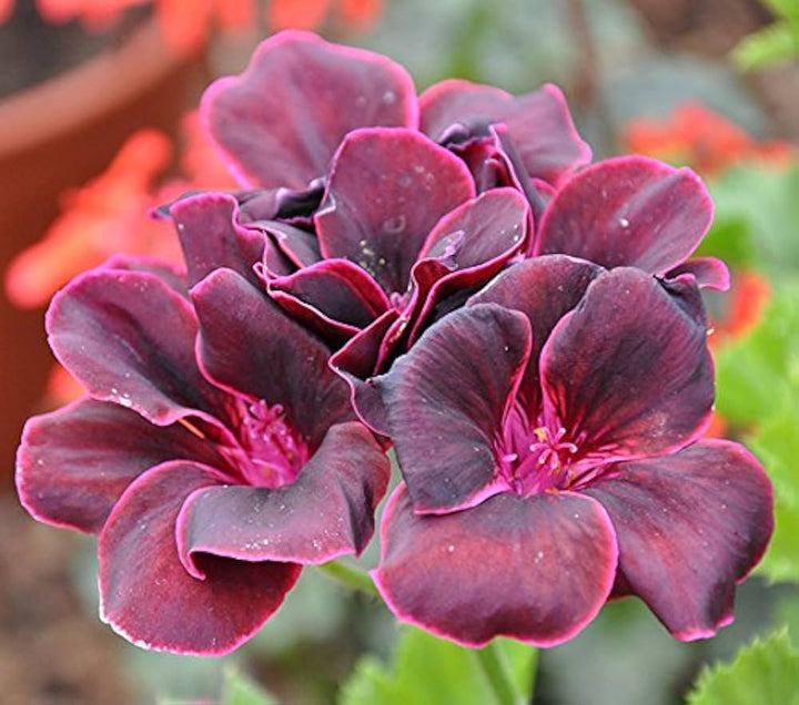 Pelargonium Flower Seeds for Planting Maroon – Perfect for Borders, Heirloom, Non-GMO, High Germination Organic Garden Seeds