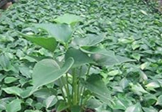 Flower Seeds, Seeds,Seeds For Planting,Plant Seeds
