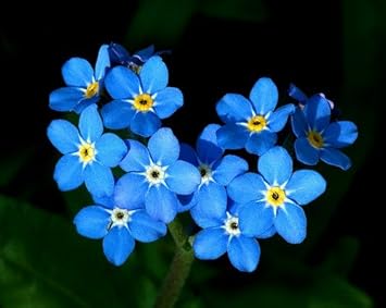 Flower Seeds, Seeds,Seeds For Planting,Plant Seeds