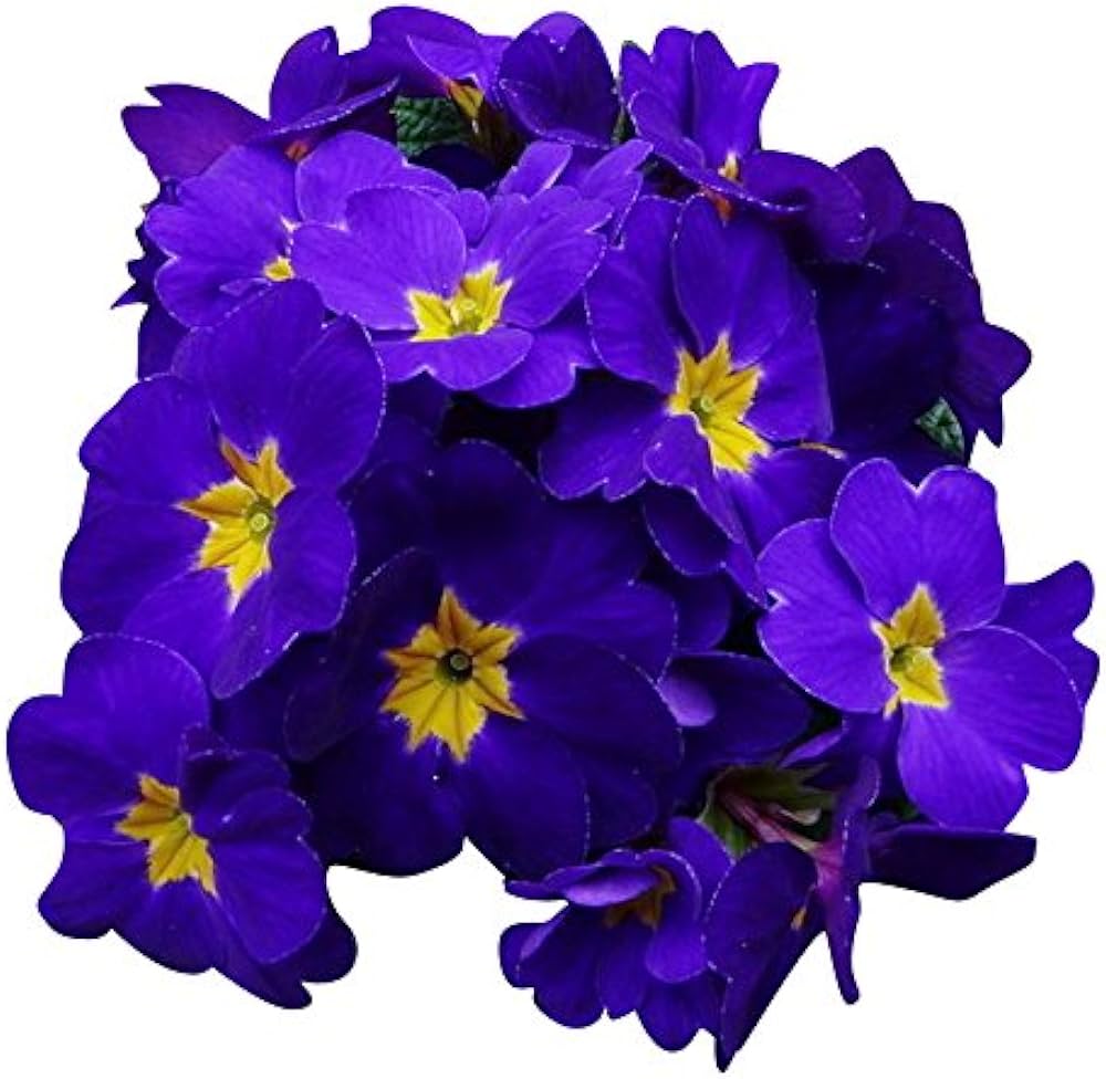 Purple Yellow Primula Malacoides Seeds – Heirloom, Non-GMO, High Germination Seeds for Planting Home Garden