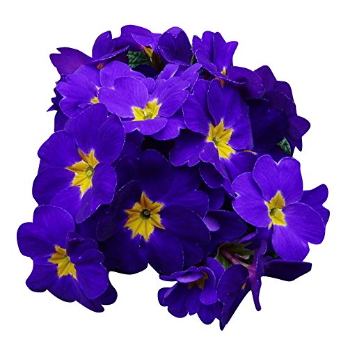 Primula Malacoides Blue Yellow Flower Seeds for Planting – Heirloom Non-GMO, High Germination Organic Garden Seeds