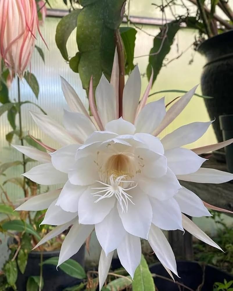 White Epiphyllum Flower Seeds – Fragrant Blooms, Heirloom &amp; Non-GMO Seeds for Home Garden
