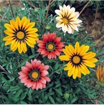 Flower Seeds, Seeds,Seeds For Planting,Plant Seeds