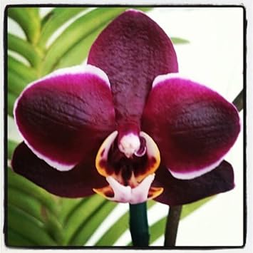 Flower Seeds, Seeds,Seeds For Planting,Plant Seeds