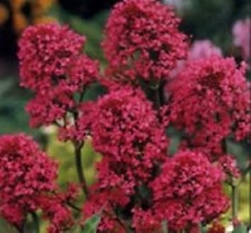 Flower Seeds, Seeds,Seeds For Planting,Plant Seeds