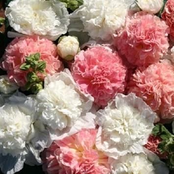 Flower Seeds, Seeds,Seeds For Planting,Plant Seeds