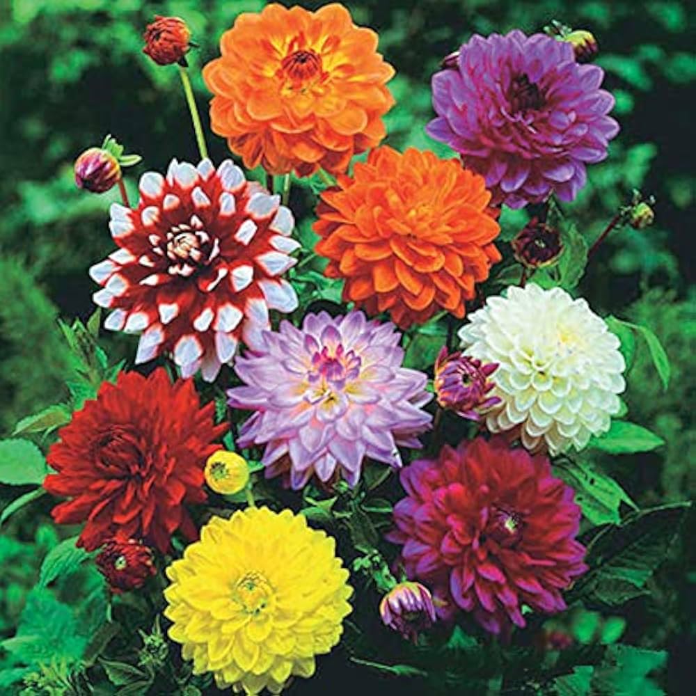 Mixed Colors Flower Seeds for Planting – Heirloom Non-GMO, High Germination Organic Garden Seeds