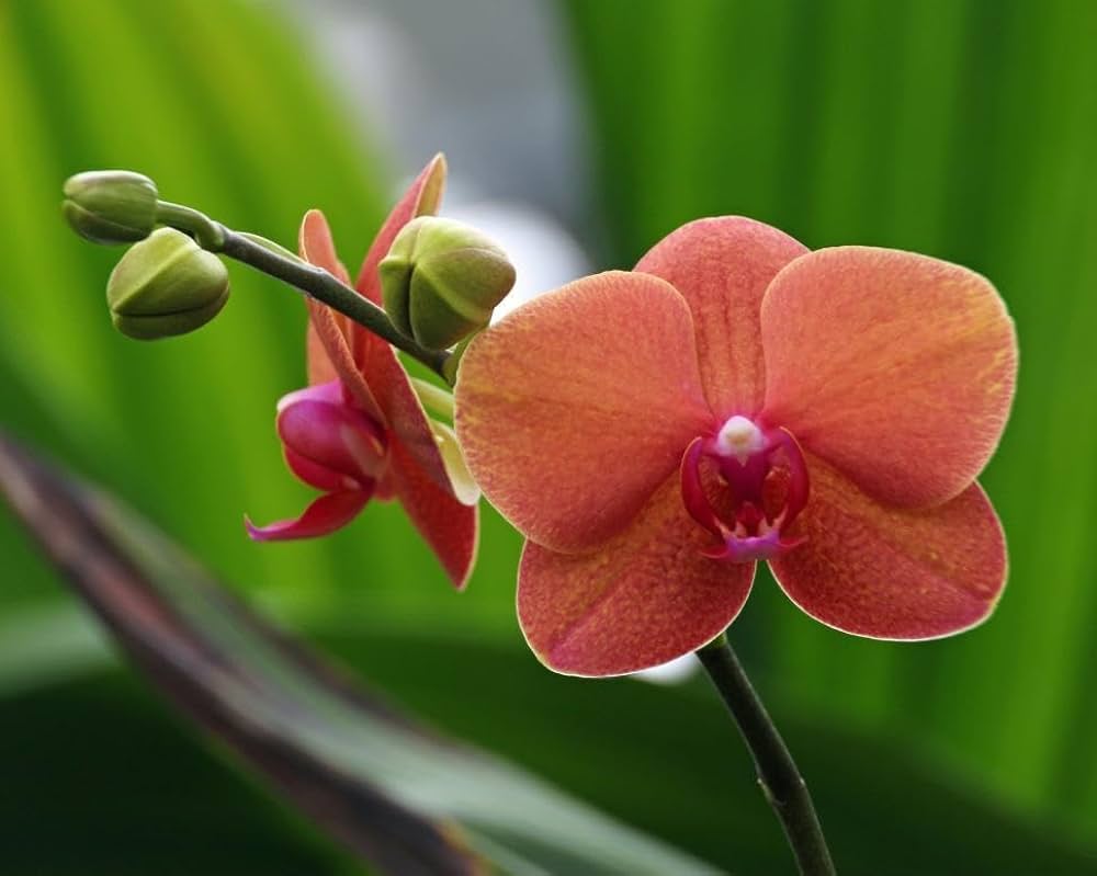 Orange Phalaenopsis Orchid Flower Seeds for Planting Heirloom Non-GMO High Germination Organic Garden Seeds