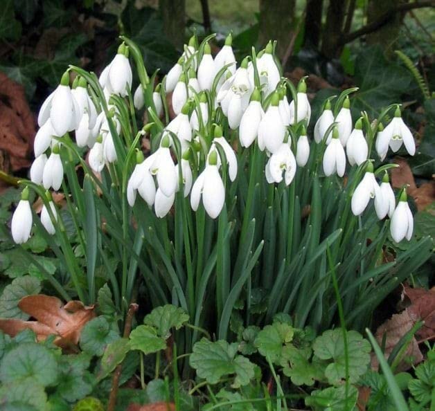 Flower Seeds, Seeds,Seeds For Planting,Plant Seeds