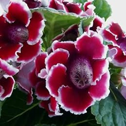 Flower Seeds, Seeds,Seeds For Planting,Plant Seeds