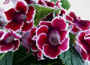 Flower Seeds, Seeds,Seeds For Planting,Plant Seeds