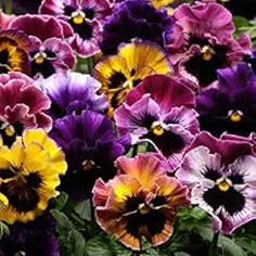 Flower Seeds, Seeds,Seeds For Planting,Plant Seeds