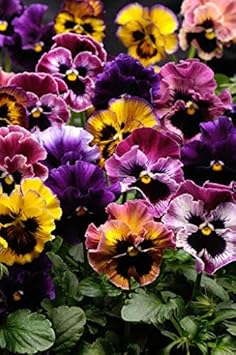 Flower Seeds, Seeds,Seeds For Planting,Plant Seeds