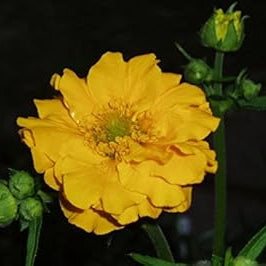 Vegetable Seeds,Garden seeds, Seeds For Planting,Plant Seeds