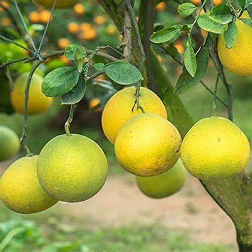 Yellow Pomelo Fruit Seeds for Planting – Heirloom, Non-GMO Large Juicy Citrus Garden Seeds