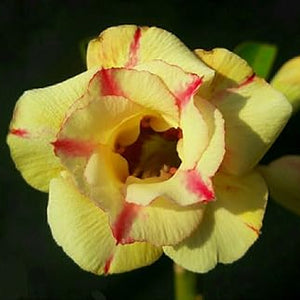 Flower Seeds, Seeds,Seeds For Planting,Plant Seeds