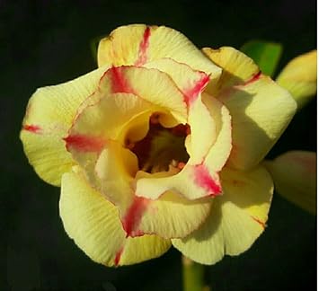 Flower Seeds, Seeds,Seeds For Planting,Plant Seeds