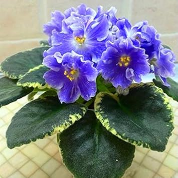 Flower Seeds, Seeds,Seeds For Planting,Plant Seeds