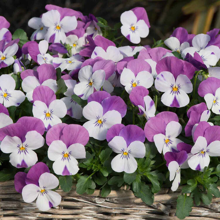 Purple White Viola Flower Seeds for Planting – Heirloom Non-GMO, High Germination Organic Garden Seeds