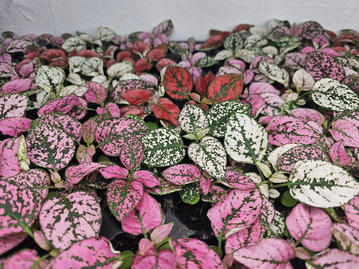 Pink Green Hypoestes Splash Flower Seeds for Planting – Heirloom Non-GMO, High Germination Organic Garden Seeds
