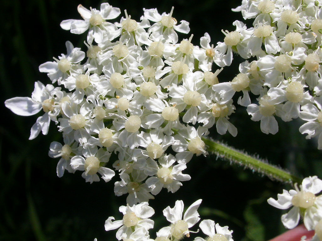 Heracleum Lanatum Flower seeds for Planting - Long Bloom Season, Heirloom &amp; GMO Free Seeds for Home Garden Non-GMO
