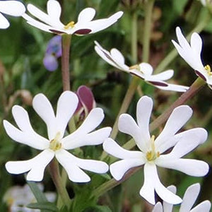 Flower Seeds, Seeds,Seeds For Planting,Plant Seeds